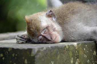 Sleeping monkey